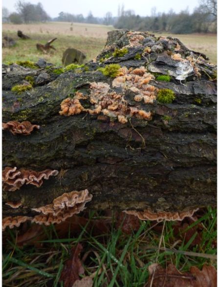 Fruit bodies on a fallen oak branch in Sawbridgeworth, UK.